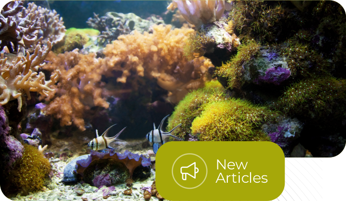 Aquascape dan Paludarium Cara Menghadirkan Miniatur Alam di Dalam Ruangan