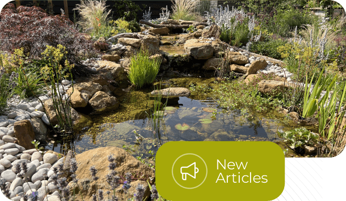 Natural Pond & Natural Pool - Tren Desain Kolam Alami yang Estetik dan Natural